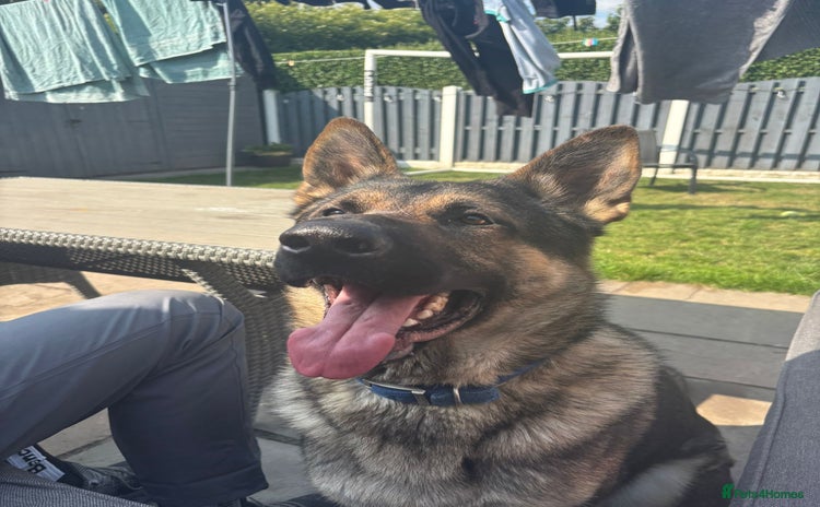 German Shepherd dogs for stud in Barnsley - Advert 1