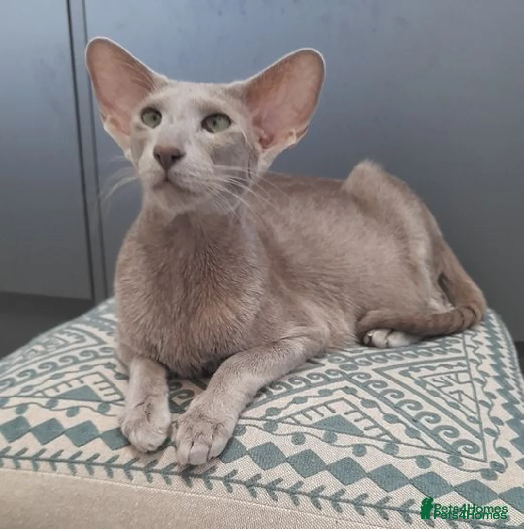 Oriental cats for sale: Supreme pedigree Lilac Oriental kittens GCCF reg - Advert 14