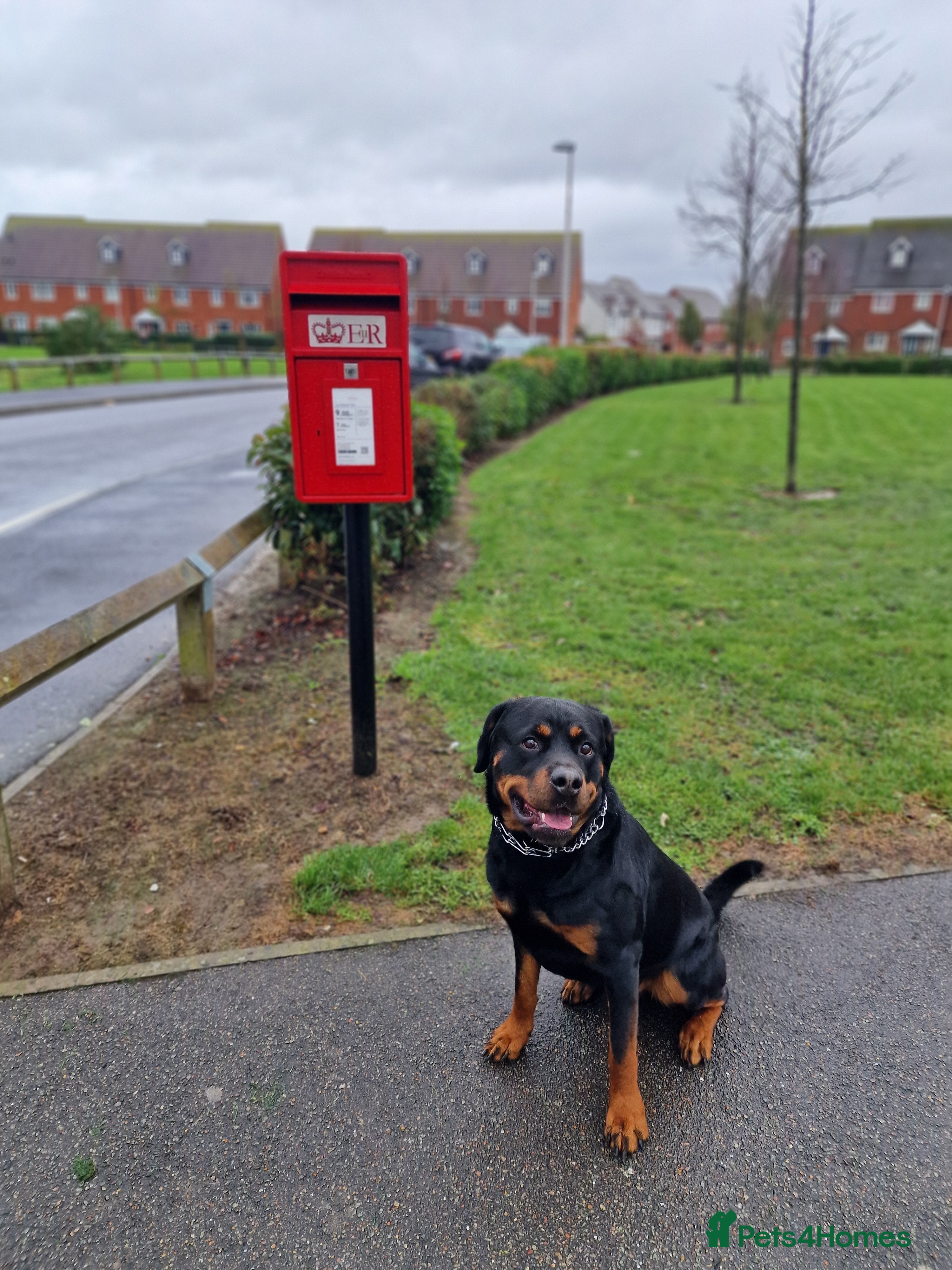 Rottweiler dogs Rottweiler Rodtang  in Epsom - Advert 3