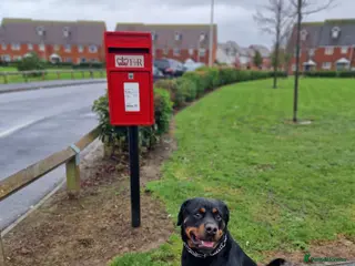 Rottweiler dogs Rottweiler Rodtang in Epsom - Advert 10