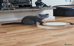 Scottish Fold cats for sale: Only 1 friendly Kitten 😸 left,smart and gentle😸 - Image 15