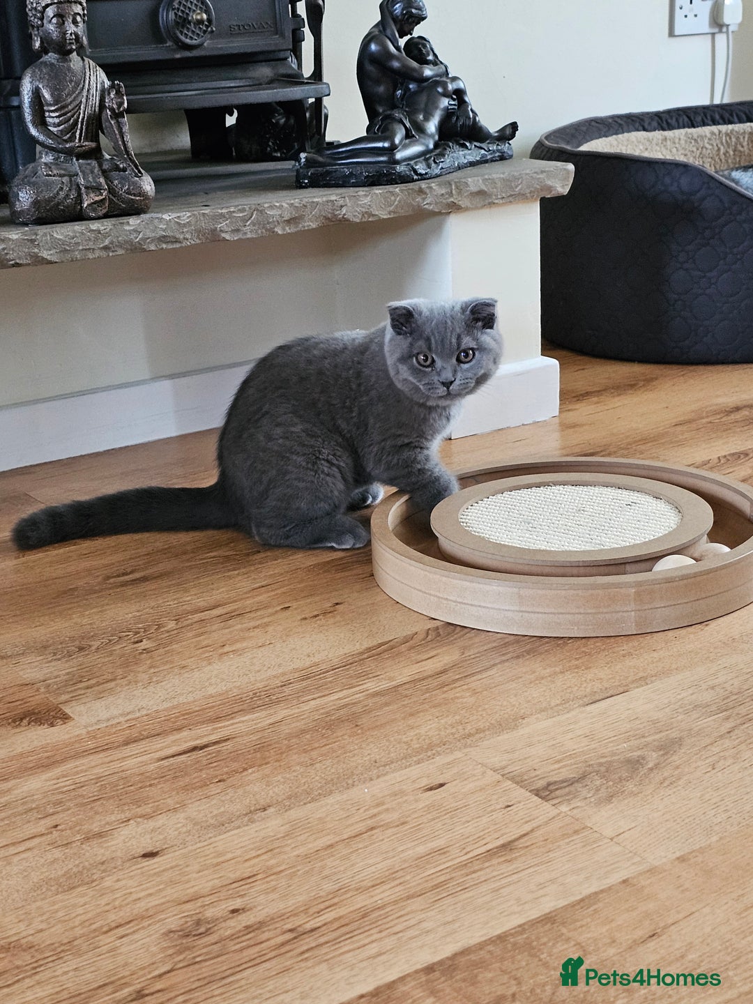 Scottish Fold cats for sale: Only 1 friendly Kitten 😸 left,smart and gentle😸 - Image 15
