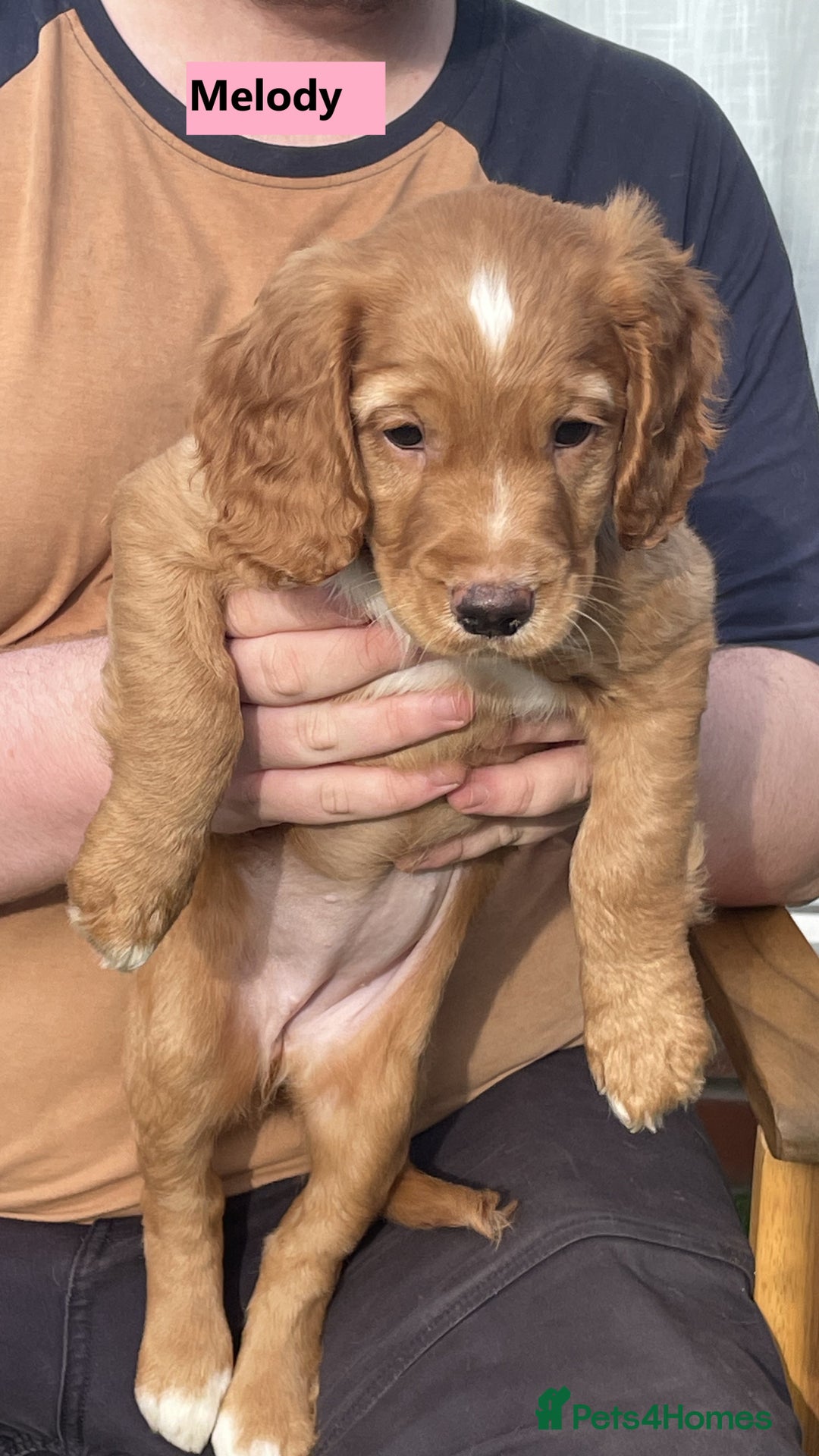 Cocker Spaniel dogs for sale: Stunning Working Cocker Spaniel Puppies - Image 2