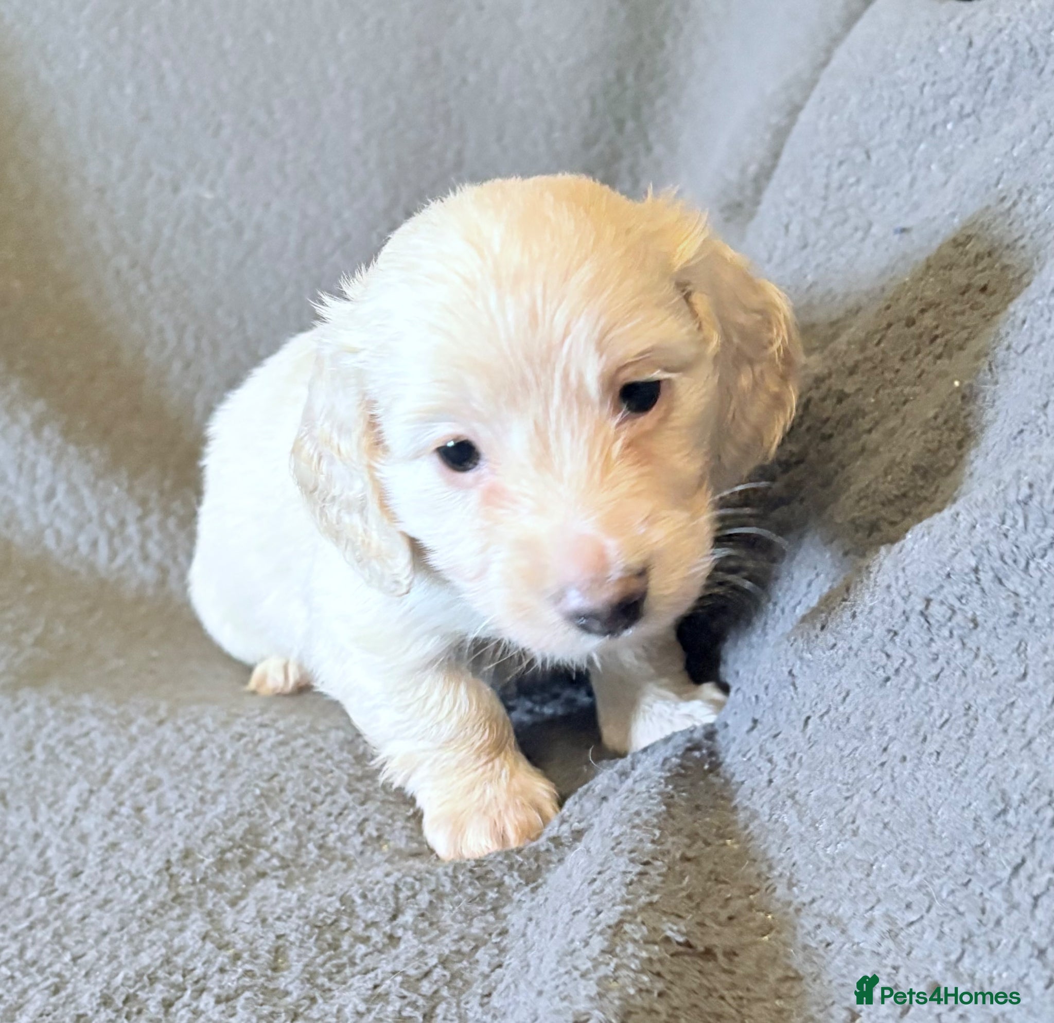 Miniature Dachshund dogs Long haired cream miniature dachshund puppies - Advert 6