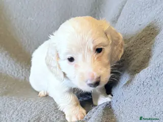 Miniature Dachshund dogs Long haired cream miniature dachshund puppies - Advert 6