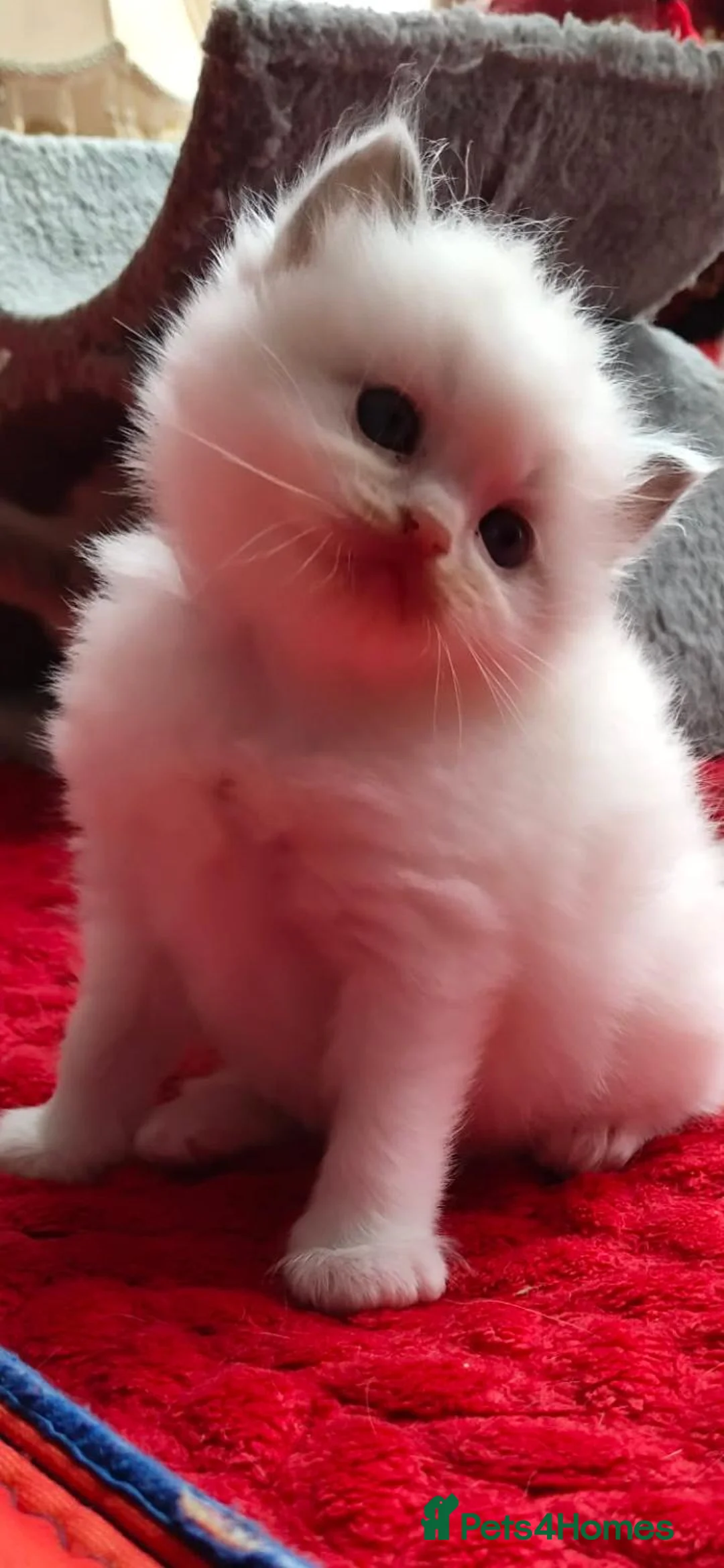 Ragdoll cats for sale: kittens - Advert 14
