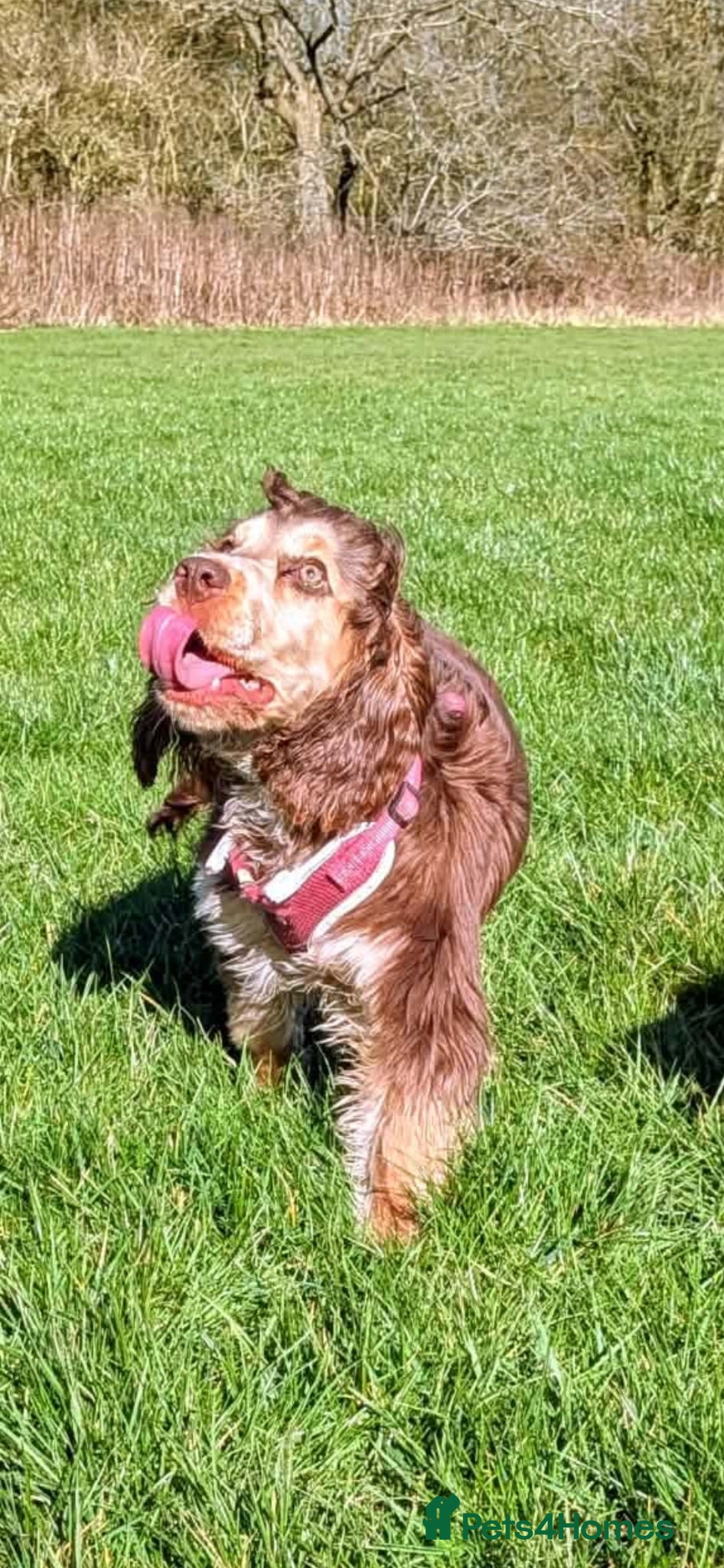 Cocker Spaniel dogs Maggy  - Advert 4