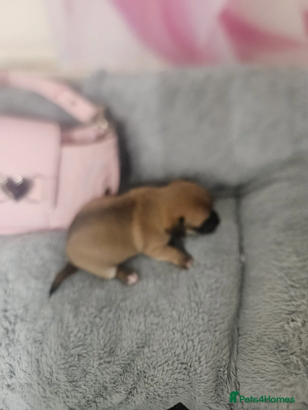 Chihuahua dogs for sale: Applehead chihuahua  in Carshalton - Advert 10