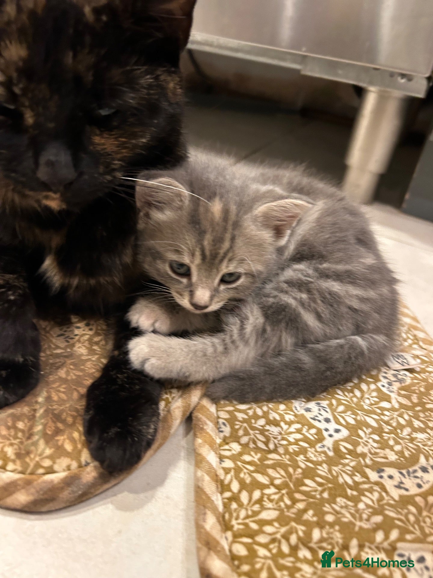 Mixed Breed cats Last little grey tabby girl kitten   - Advert 1