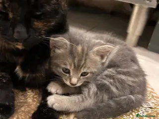 Mixed Breed cats Last little grey tabby girl kitten - Advert 1