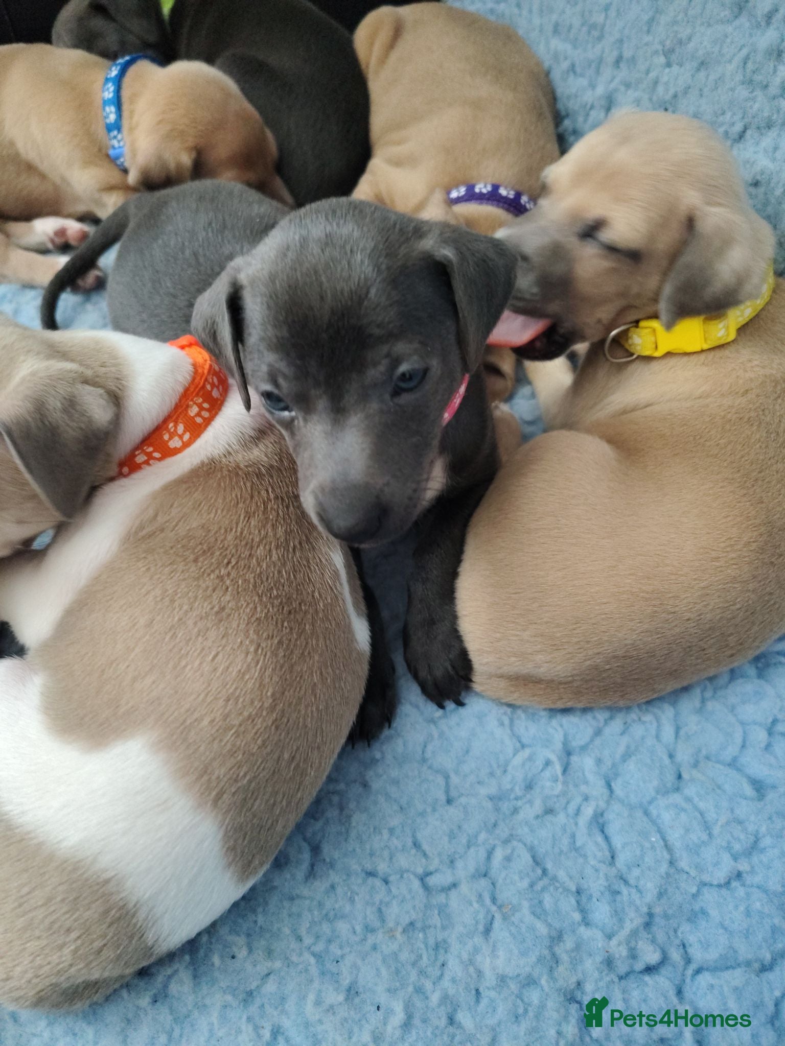 Italian Greyhound dogs 3/4 Italian Greyhound & 1/4 Whippet Puppies - Advert 2