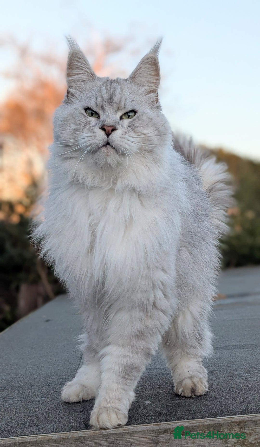 Maine Coon cats for sale: Black Silver Shaded proven stud boy - Advert 15