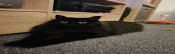 Mixed Breed cats for sale: Mixed breed long hair - Advert 3