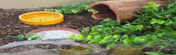 Leopard Gecko reptiles for sale: Leopard Gecko with 4ftx2ft Vivarium in Chatham - Advert 12