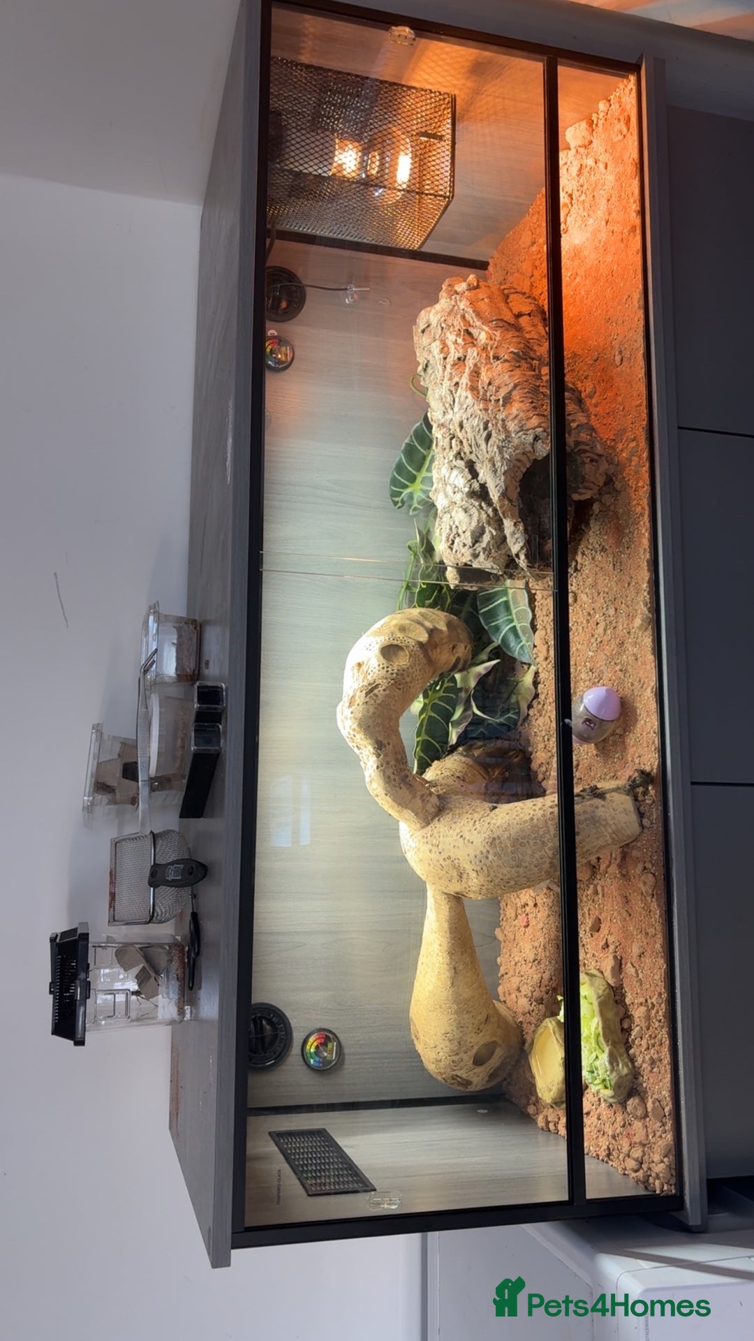 Bearded Dragon reptiles for sale: Young Bearded Dragon with Full Set Up New - Image 2