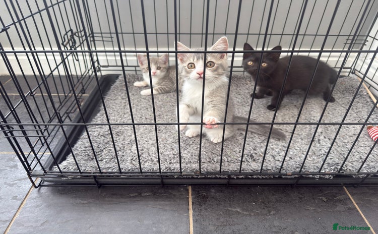British Shorthair cats - Advert 9