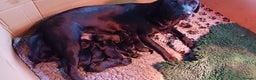 Labrador Retriever dogs for sale: MALE BLACK LABRADOR PUPPY FOR SALE  - Advert 6