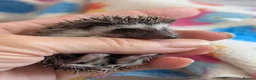Pygmy Hedgehog rodents for sale: Stunning Hoglets Ready Now and to Reserve  in Romney Marsh - Advert 8