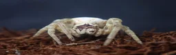 Tarantulas invertebrates for sale: Goliaths, Pokies and Velvet Spiders - Advert 5