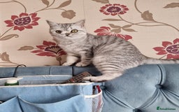 British Shorthair cats for sale: Silver Tabby Classic 5 Months Old GCCF Pedigree - Image 10