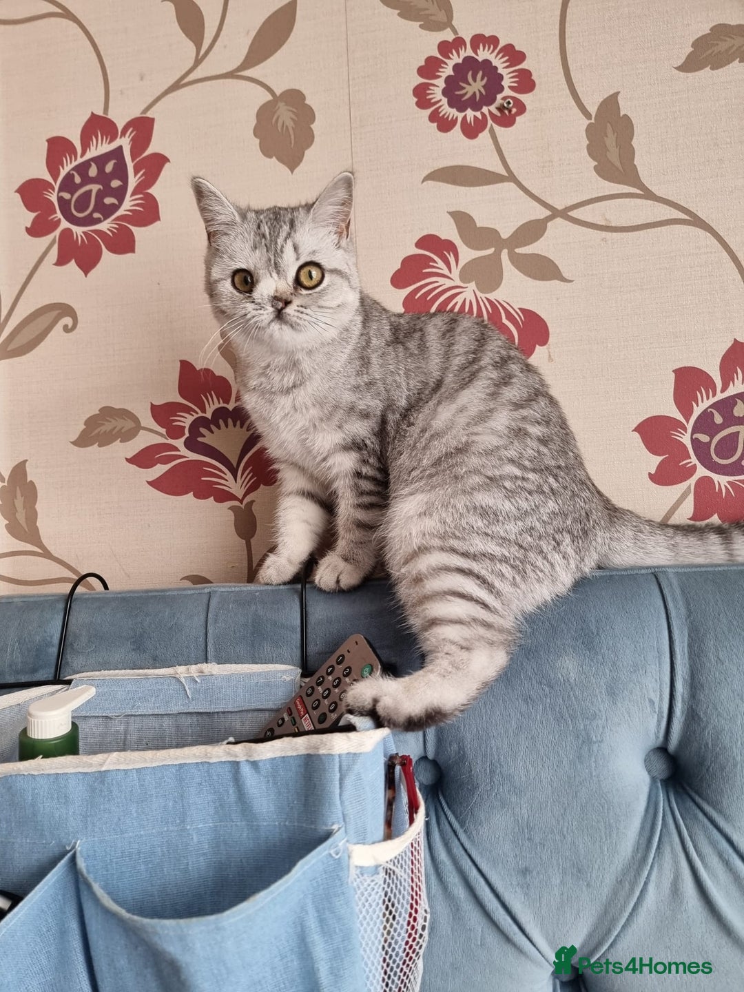 British Shorthair cats for sale: Silver Tabby Classic 5 Months Old GCCF Pedigree - Image 10