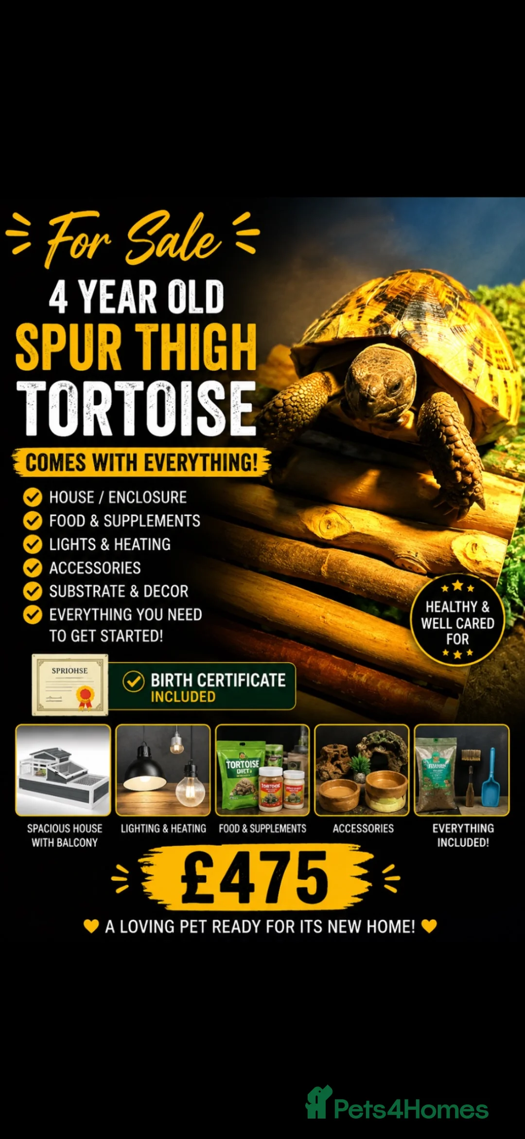 Tortoise reptiles for sale: Spur thigh tortoise 4 years old - Advert 1