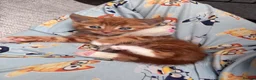 Mixed Breed cats for sale: Beautiful kittens 8 weeks old  - Advert 5