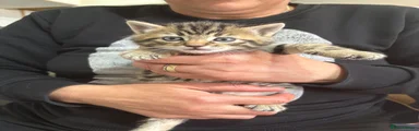 Domestic Shorthair Kitten 2