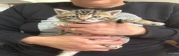 Domestic Shorthair cats for sale: Cute 2 Month Old Kittens for Sale 🐱 in London - Advert 5