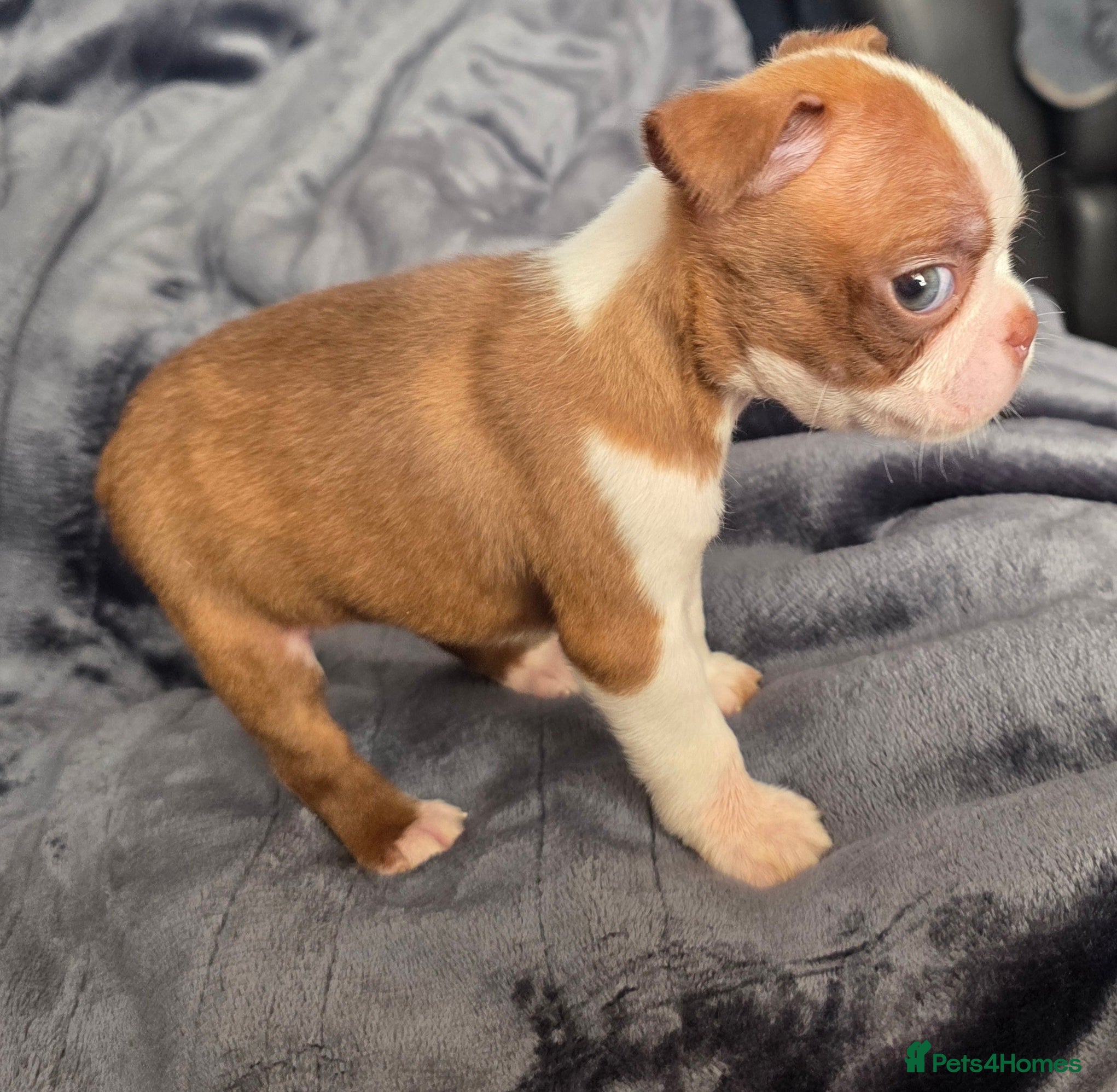 Boston Terrier dogs Stunning KC registered Boston Terrier puppies - Advert 2
