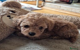 Toy Poodle dogs for sale: Beautiful Red Toy Poodles - Image 4
