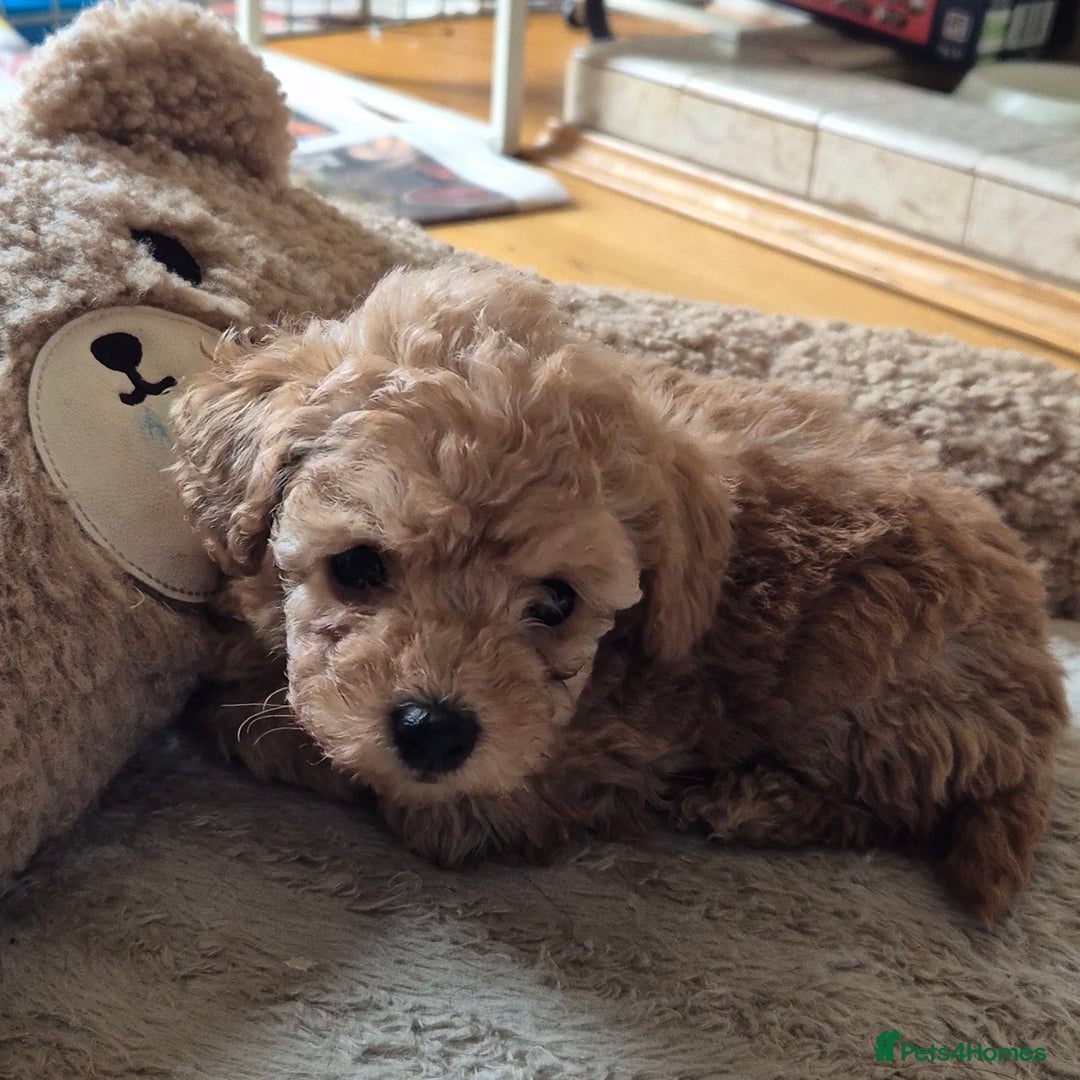 Toy Poodle dogs for sale: Beautiful Red Toy Poodles - Image 4