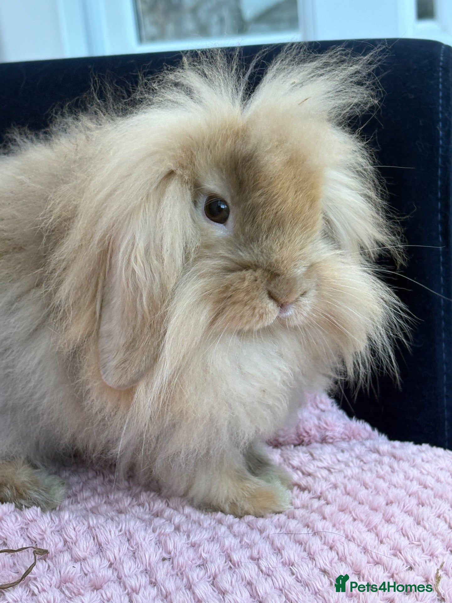 Mini Lop rabbits Mini lops-vaccinated-raised indoors  - Advert 1