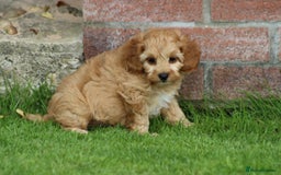 Cockapoo dogs for sale: Beautiful F1 Cockapoo puppies for sale - Image 34