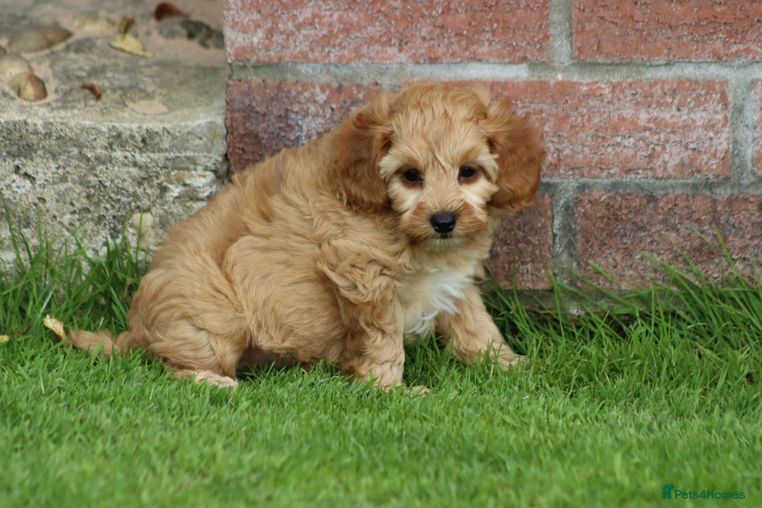 Cockapoo dogs for sale: Beautiful F1 Cockapoo puppies for sale - Image 34