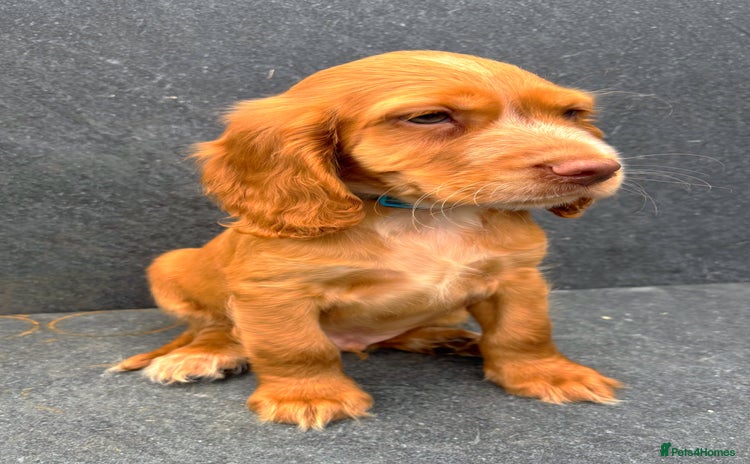 Cocker Spaniel dogs - Advert 5
