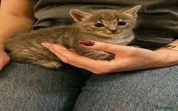 Savannah cats for sale: Beautiful Savannah cross kittens for sale - Advert 18