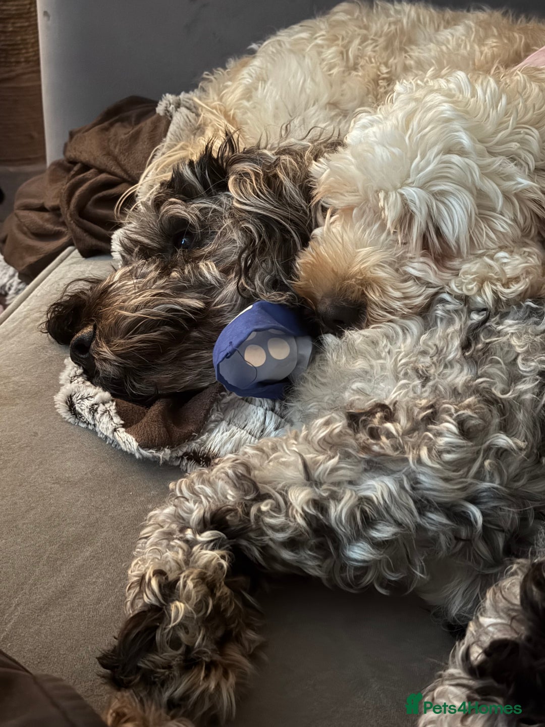 Cockapoo dogs for sale: Beautiful F2 Cockapoos Looking for Forever Home! - Advert 5