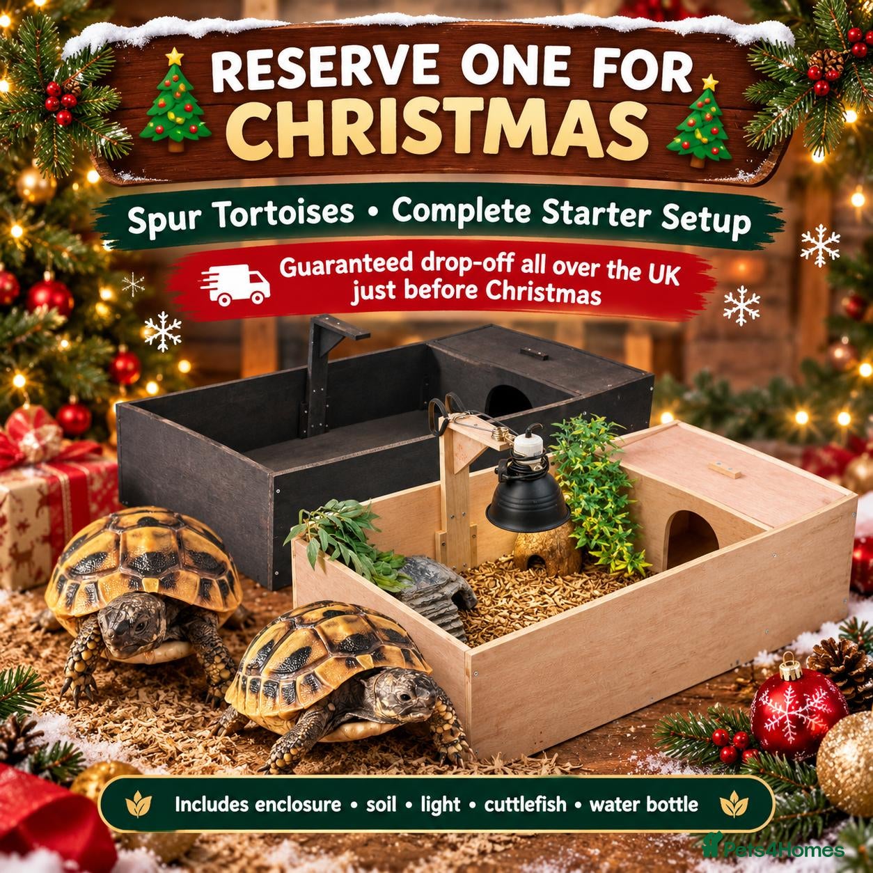 Tortoise reptiles Spur Thigh and Herman Tortoise  - Advert 1