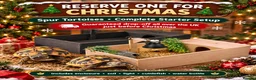 Tortoise reptiles for sale: Spur Thigh and Herman Tortoise  - Advert 1