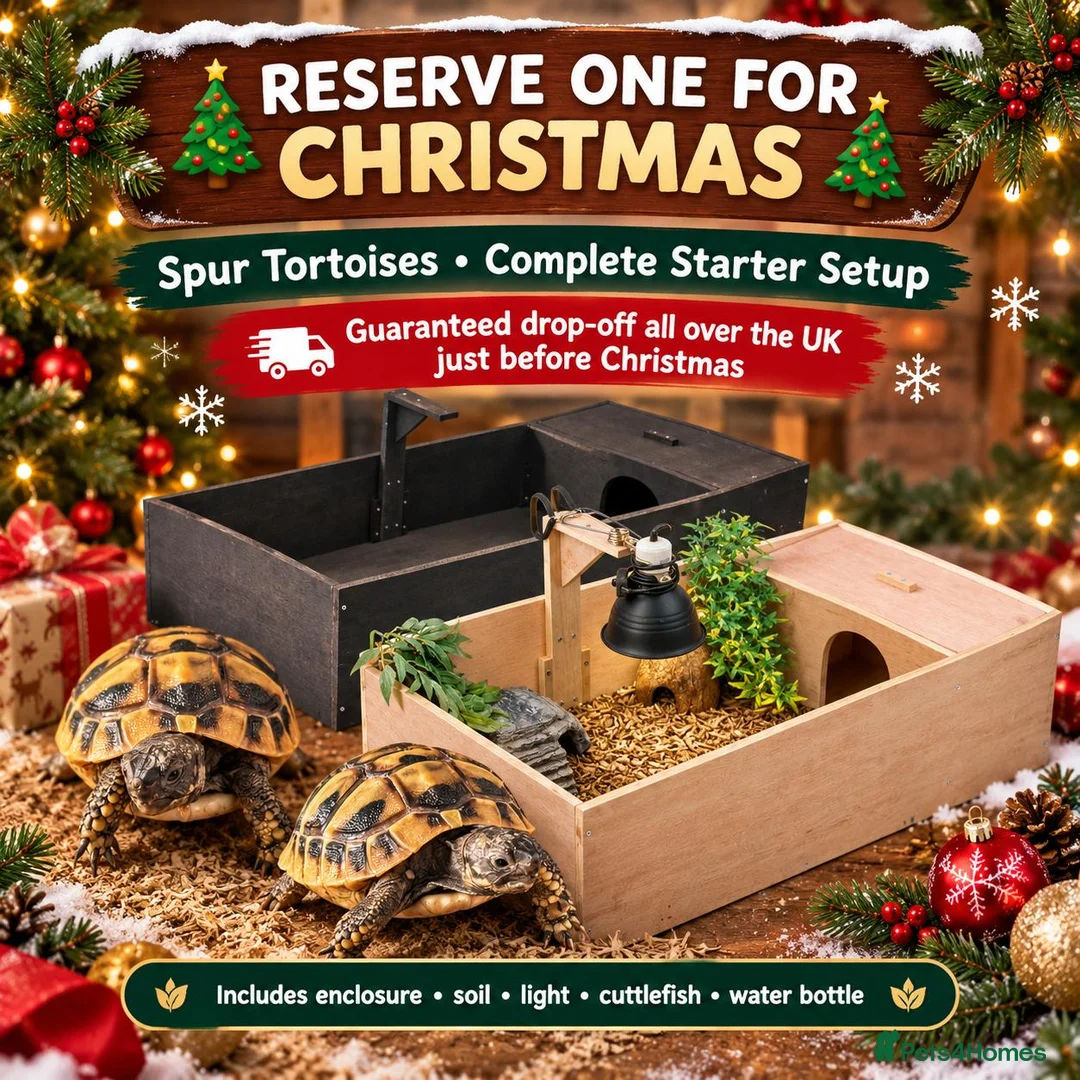Tortoise reptiles for sale: Spur Thigh and Herman Tortoise  - Advert 1