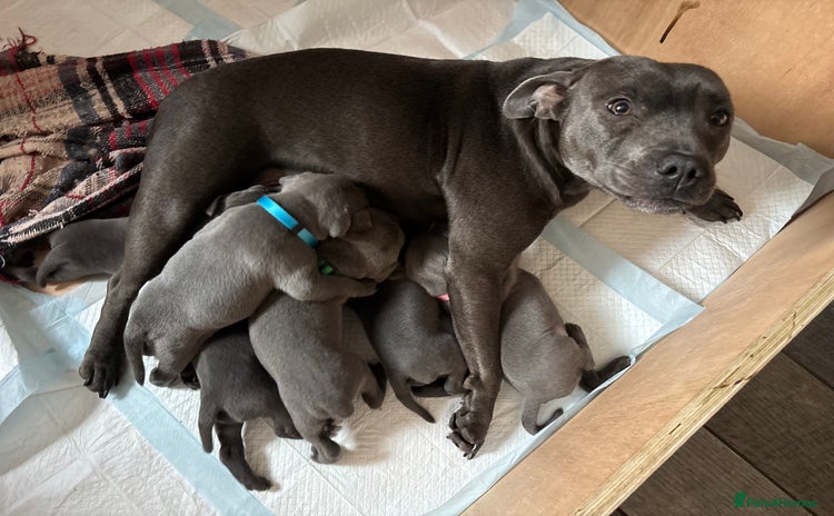 Staffordshire Bull Terrier dogs - Advert 9