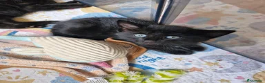 Domestic Shorthair 2