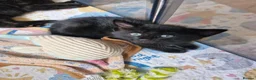 Domestic Shorthair cats for sale: kittens Bourton-on-the-water - Advert 8