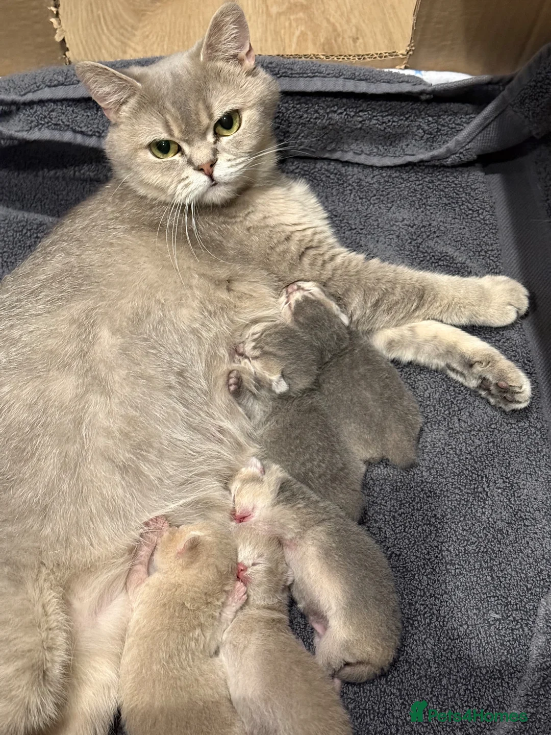 British Shorthair cats for sale: Beautiful BSH kittens GCCF reg in Rochester - Advert 4