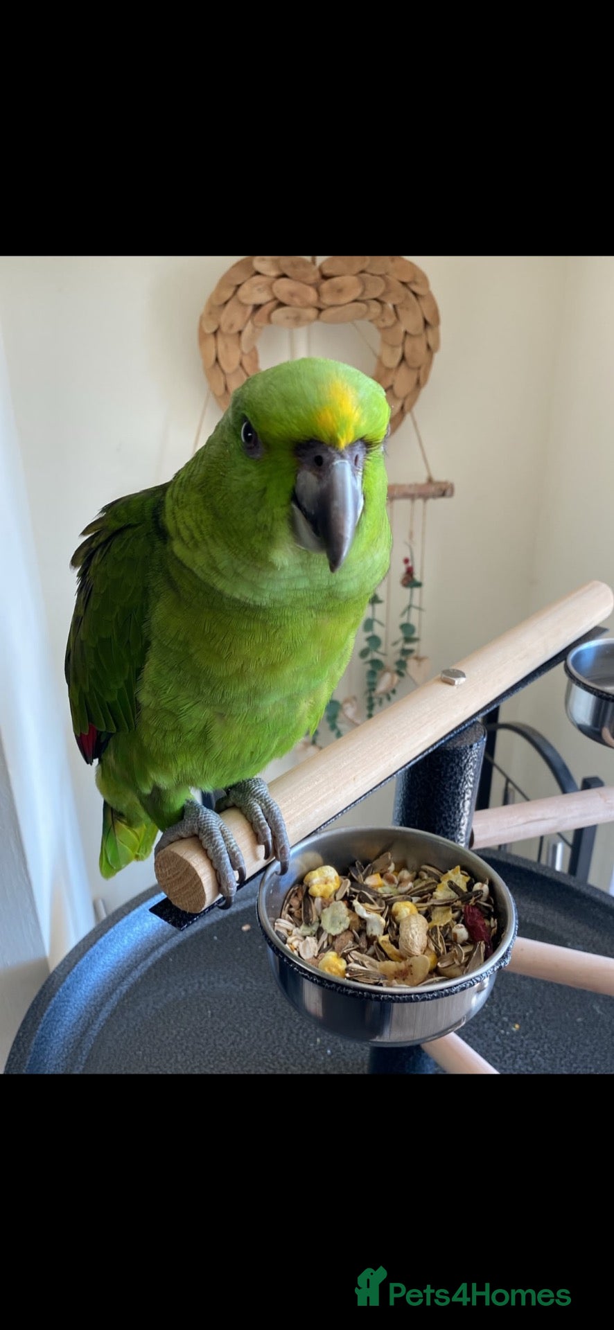 Parrots birds for sale: Fully tamed yellow naped Amazon parrot  - Advert 2