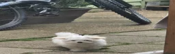 Maltese dogs for sale: Adorable tiny Maltese  - Advert 8