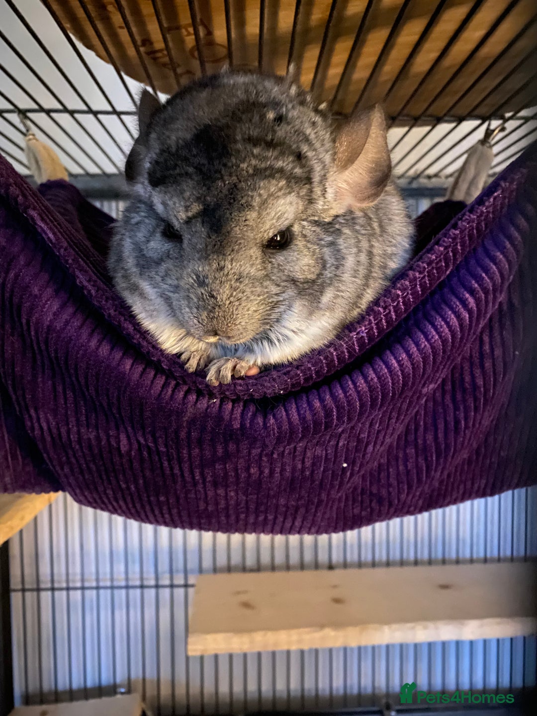 Chinchilla rodents for sale: Two Male Chinchillas - Advert 2