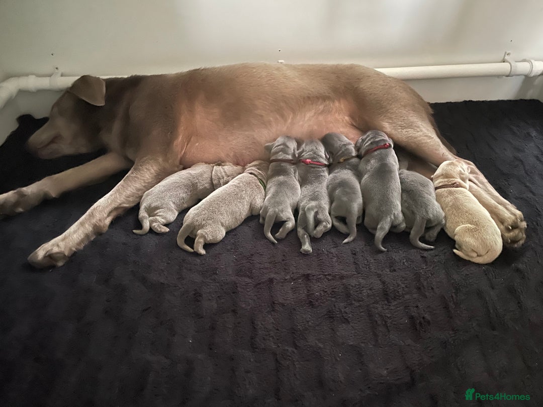 Labrador Retriever dogs for sale: Silver, Charcoal, Champagne Labrador Puppies  - Image 8