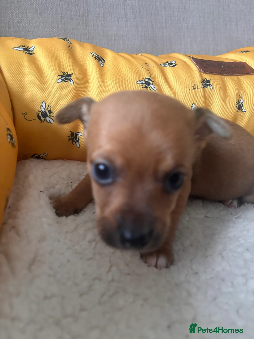 Mixed Breed dogs for sale: 5 beautiful Jackchi boys  - Advert 18